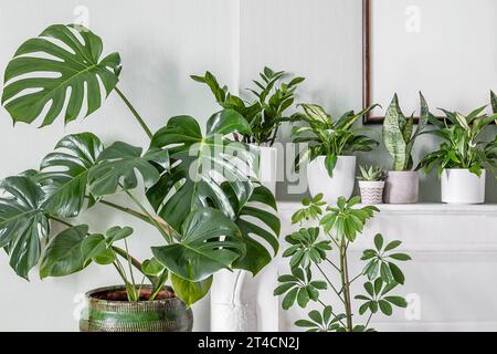 Piante da interno variete nella sala con pareti verdi chiaro e cornice fotografica mock-up, concetto di giardino interno Foto Stock