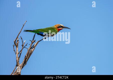 Mangiatore di api dalla facciata bianca isiolato nel cielo blu nel Parco Nazionale di Kruger, Sud Africa ; Specie Merops bullockoides famiglia di Meropidae Foto Stock