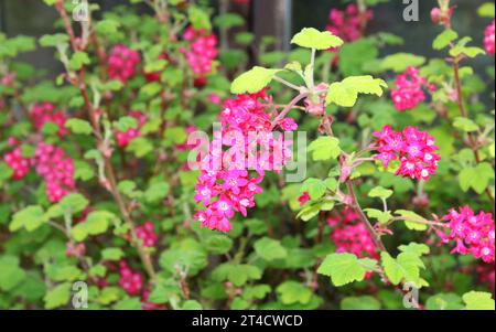 Un primo piano del Ribes sanguineum, ribes fiorente, in fiore. Foto Stock