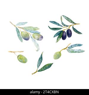Acquerello disegna le olive a mano, illustrazione del cibo con rametto di olive su sfondo bianco. Set acquerello con olive. Foto Stock