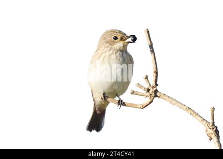 l'uccello selvatico con una bacca nel becco si trova su un ramo, isolato su bianco Foto Stock