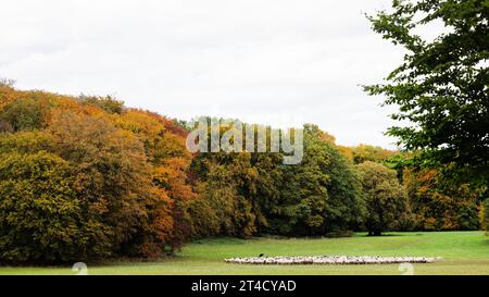 Colonia, Germania. 30 ottobre 2023. Pecore che pascolano nella foresta cittadina di fronte ad alberi colorati d'autunno. Crediti: Rolf Vennenbernd/dpa/Alamy Live News Foto Stock