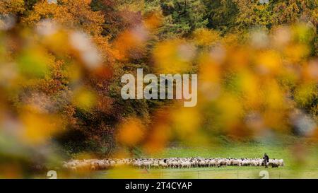 Colonia, Germania. 30 ottobre 2023. Pecore che pascolano nella foresta cittadina di fronte ad alberi colorati d'autunno. Crediti: Rolf Vennenbernd/dpa/Alamy Live News Foto Stock