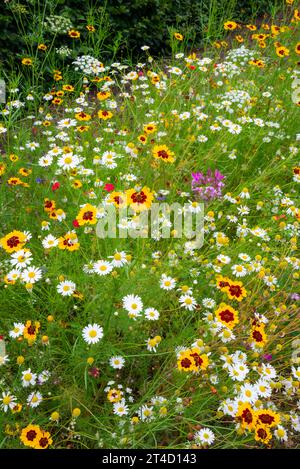 Piante annuali estive dai colori vivaci al giardino RHS Bridgewater a Worsley, Salford, Manchester, Inghilterra. Foto Stock