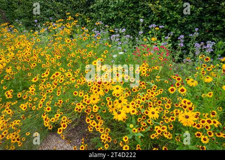 Piante annuali estive dai colori vivaci al giardino RHS Bridgewater a Worsley, Salford, Manchester, Inghilterra. Foto Stock