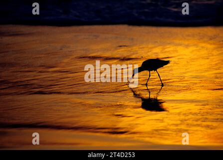 Shorebird nella zona di surf al tramonto, Imperial Beach, California Foto Stock