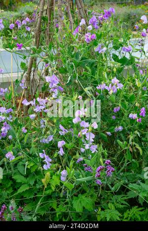 Piselli dolci color lilla che fiorono in un giardino all'inglese a metà estate. Foto Stock