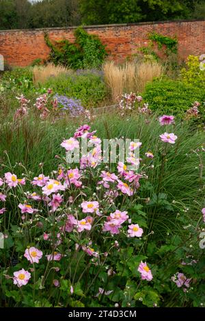 Anemoni giapponesi rosa fioriti al giardino RHS Bridgewater a Worsley, Salford, Manchester, Inghilterra. Foto Stock