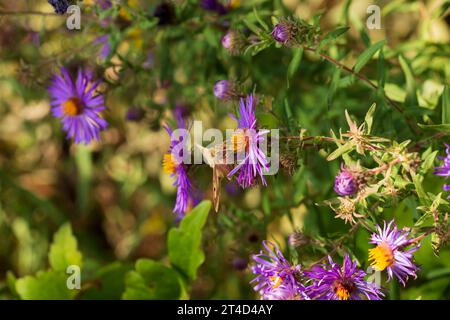 Brachodes appendiculata. La falena di Brachodidae raccoglie il nettare sui fiori di Aster sotto il sole autunnale del giardino Foto Stock