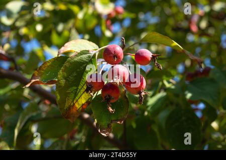 Mela Malus Rudolph albero con frutti di mela rosso scuro. Foto Stock