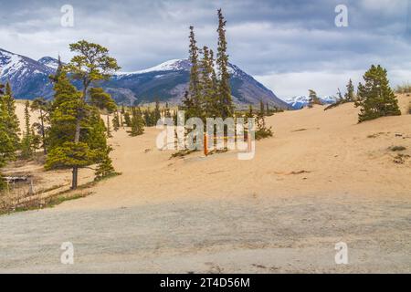 Carcross Desert è comunemente indicato come deserto, ma è in realtà una serie di dune di sabbia settentrionali. Il clima della zona è troppo umido per essere un deserto. Foto Stock