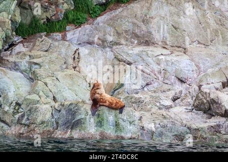 Steller Sea Lions, Eumetopias jubatus, vicino Juneau, Alaska. Questo leone marino è il più grande membro della famiglia Otariidae, le “otarie orecchie” Foto Stock