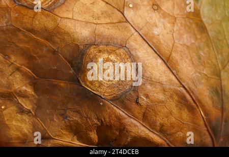 Dettaglio di edera inglese, Hedera helix, malattia fungina, dettagli natura. Foto Stock