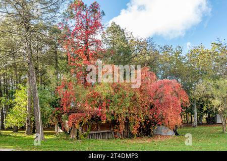 Colori autunnali nella zona di Santallago, Capannori, Lucca, Italia Foto Stock