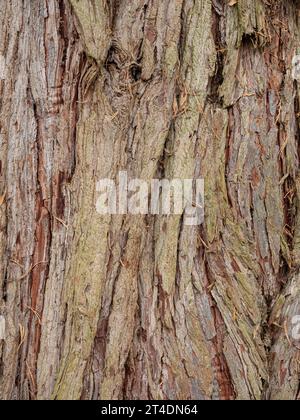 Un primo piano della corteccia bruna di Calocedrus devaluta il cedro di Incence. Foto Stock