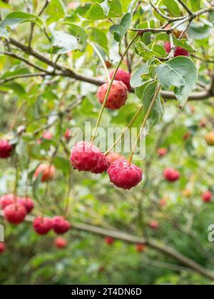 La fragola rossa opaca come frutto del dogwood cinese Cornus kousa Foto Stock