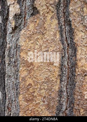 Un primo piano della corteccia scrosciante marrone chiaro del Pinus ponderosa il pino giallo occidentale. Foto Stock