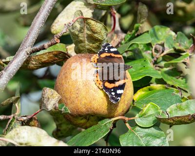 Una farfalla Red Admiral (Vanessa atalanta) che diffonde le ali al sole su una mela Foto Stock