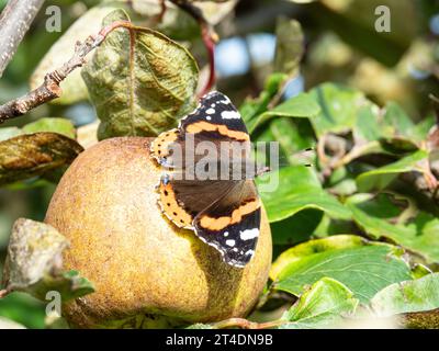 Una farfalla Red Admiral (Vanessa atalanta) che diffonde le ali al sole su una mela Foto Stock