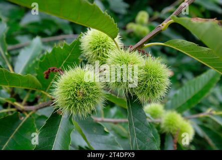 dolci baccelli di semi di castagno sull'albero, norfolk, inghilterra Foto Stock