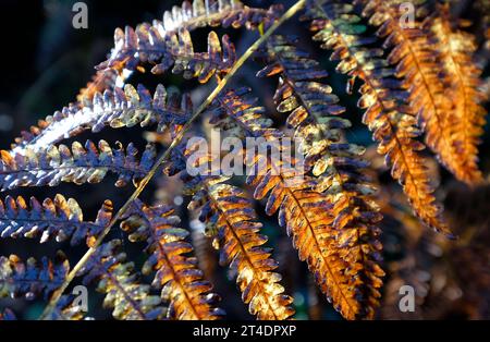 felce comune nei colori autunnali, norfolk, inghilterra Foto Stock