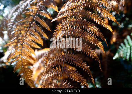 felce comune nei colori autunnali, norfolk, inghilterra Foto Stock