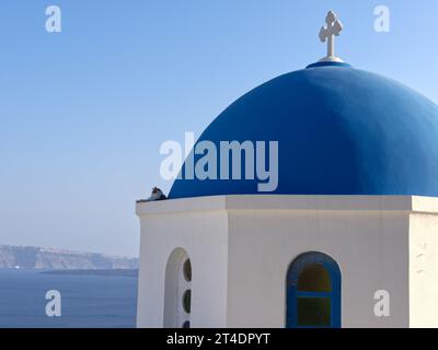 Gatto in agghiacciamento sulla cupola blu di Santorini Foto Stock