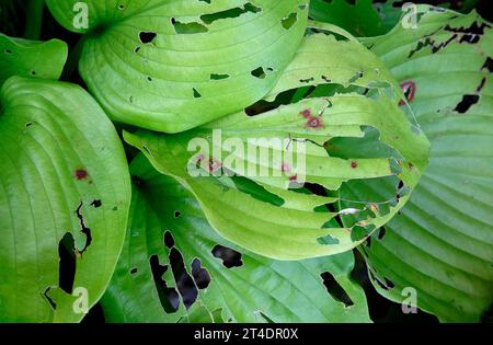 slug mangiò foglie di piante di hosta in un giardino inglese, norfolk, inghilterra Foto Stock