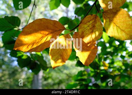 foglie di faggio giallo autunnale sull'albero, norfolk, inghilterra Foto Stock