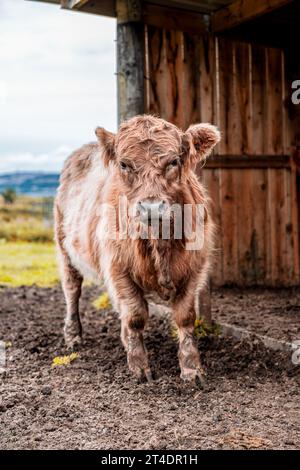 Un galloway con cintura e un vitello di razza incrociata di bestiame delle Highland si trovava all'esterno vicino a un capannone di legno Foto Stock
