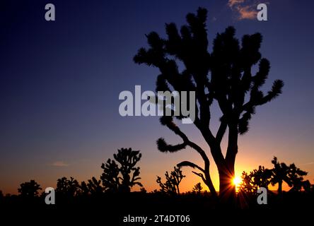 Tramonto sugli alberi di Joshua nella Shadow Valley, Mojave National Preserve, California Foto Stock