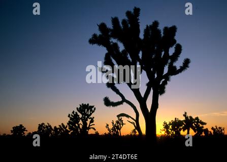 Tramonto sugli alberi di Joshua nella Shadow Valley, Mojave National Preserve, California Foto Stock