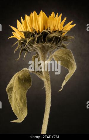 Singola grande natura morta artistica di girasole Foto Stock