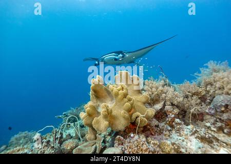 Manta Ray, Cephalopterus manta, scivola sopra la stazione di pulizia della barriera corallina in acque tropicali blu cristalline Foto Stock