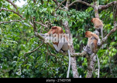 Famiglia di scimmie probosciche, Nasalis larvatus, madre, padre e bambino siede in un albero nella foresta pluviale del Borneo Foto Stock