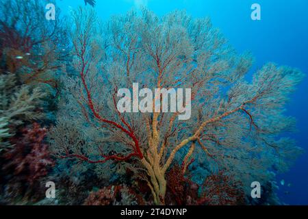 I giganteschi coralli gorgoniani si estendono e si nutrono di plancton passando le correnti su una barriera corallina tropicale Foto Stock
