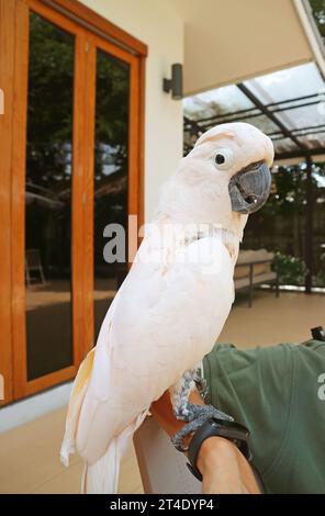 Cockatoo crestato al salmone bianco rosato che si staglia sul braccio del popolo Foto Stock