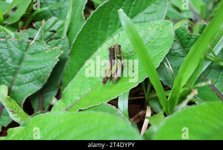 Coppia di Grasshoppers che si accoppiano sulla vivace foglia verde nella foresta pluviale Foto Stock