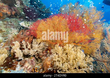 I giganteschi coralli gorgoniani si estendono e si nutrono di plancton passando le correnti su una barriera corallina tropicale Foto Stock