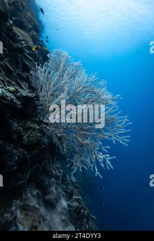 Il corallo ramificato, Acropora florida, con polipi bianchi si nutre di plancton che passa le correnti su una barriera corallina tropicale Foto Stock