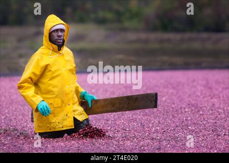 Gli agricoltori raccolgono mirtilli rossi allagati nella palude durante la stagione del raccolto. Foto Stock