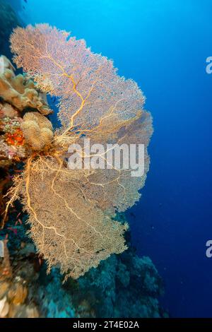 I giganteschi coralli gorgoniani si estendono e si nutrono di plancton passando le correnti su una barriera corallina tropicale Foto Stock