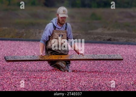 Gli agricoltori raccolgono mirtilli rossi allagati nella palude durante la stagione del raccolto. Foto Stock