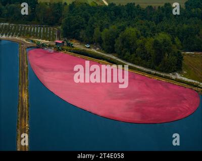 Cranberry Harvest NJ - Vista aerea di una palude allagata nella zona meridionale del New Jersey. Foto Stock