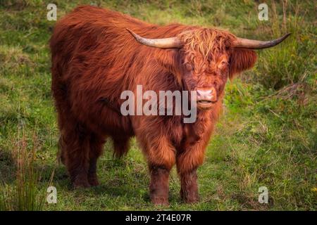 Highland Cattle VT - questo rustico bovino è una razza scozzese in grado di sostenere le basse temperature durante i mesi invernali nel Vermont. Foto Stock