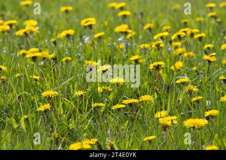 su un prato verde, i fiori di tarassio gialli fioriscono in primavera Foto Stock