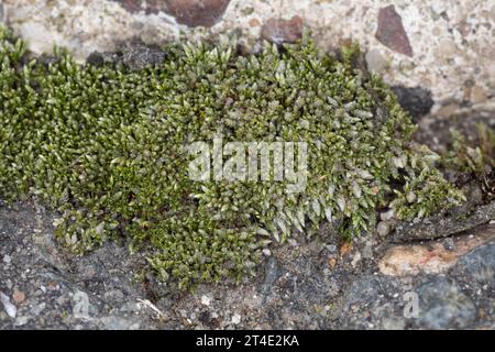 Silbermoos, Silber-Birnmoos, in den Fugen, Ritzen zwischen Betonplatten, Bryum argenteum, muschio di bryum argentato, muschio di filo argentato, le bryum d'ar Foto Stock