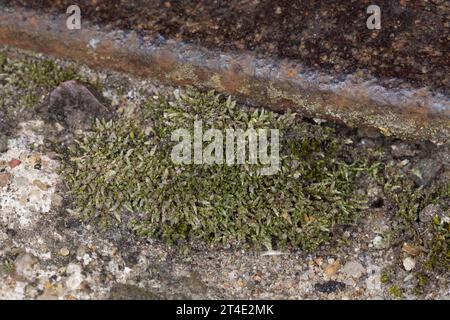 Silbermoos, Silber-Birnmoos, in den Fugen, Ritzen zwischen Betonplatten, Bryum argenteum, muschio di bryum argentato, muschio di filo argentato, le bryum d'ar Foto Stock