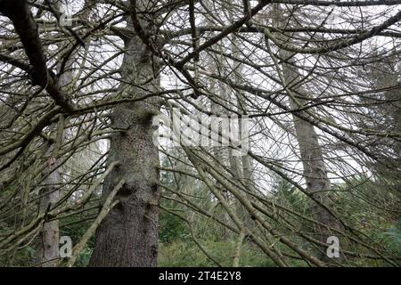 Fichten, Fichte sind vertrocknet und durch Borkenkäfer geschädigt, Fichtenwald, Fichtenwälder, Nadelwälder, Nadelwald, Fichtensterben, Waldsterben, Kl Foto Stock