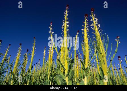 Candela del deserto, deserto Tartaruga Area Naturale, California Foto Stock